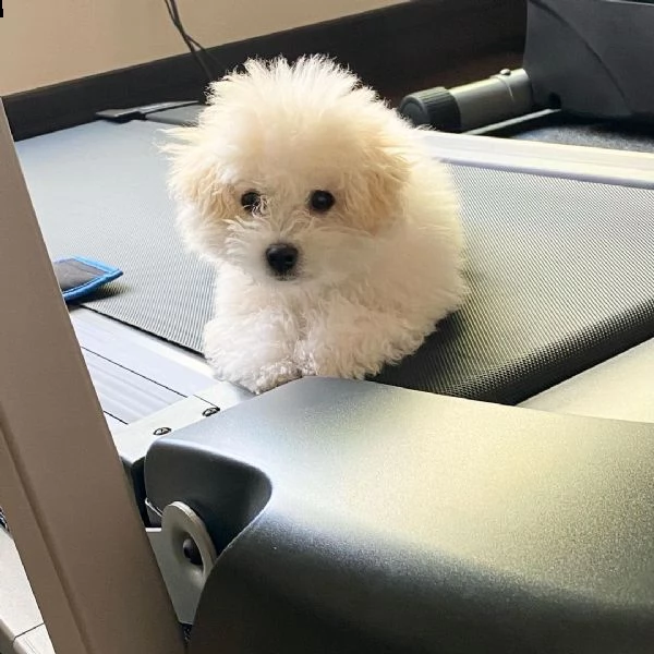 bellissimo cucciolo bolognese in su per l'adozione | Foto 0