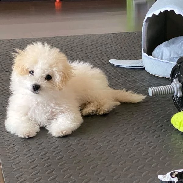 bellissimo cucciolo bolognese in su per l'adozione