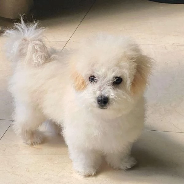 bella è disponibile per l'adozione gratuita in una casa di cura.