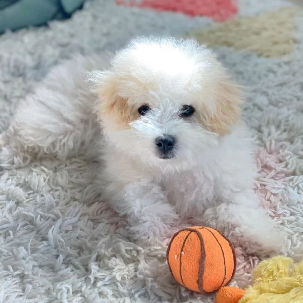 bella è disponibile per l'adozione gratuita in una casa di cura. | Foto 1