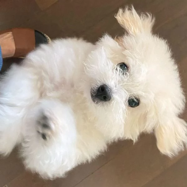 bella è disponibile per l'adozione gratuita in una casa di cura. | Foto 0