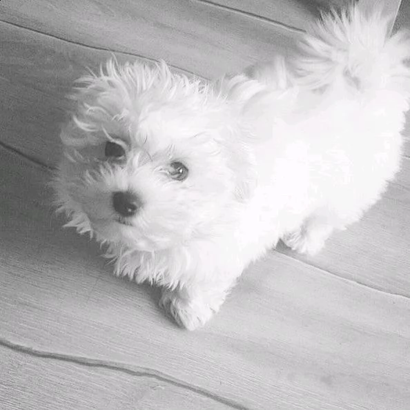 2 simpatico cucciolo maltese maschio e femmina in adozione | Foto 1