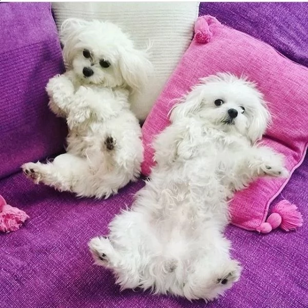 2 simpatico cucciolo maltese maschio e femmina in adozione | Foto 0
