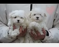 bellissimo cucciolo di maltese toy ,amorevoli e originalissimi