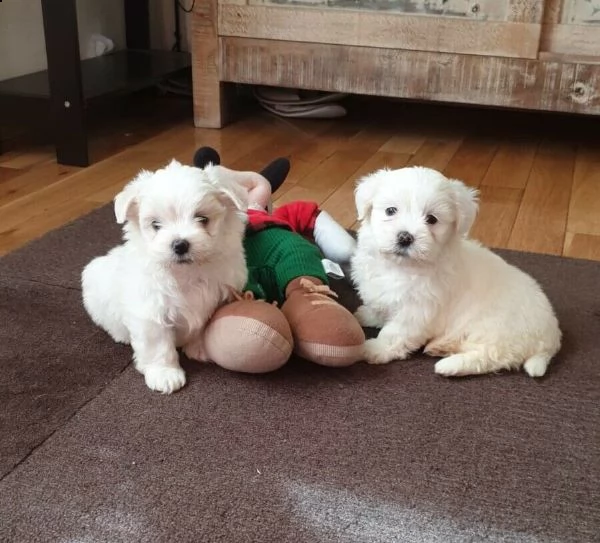 cede dolcissimi cuccioli casalinghi di 60 giorni nati in e cresciuti in casa.