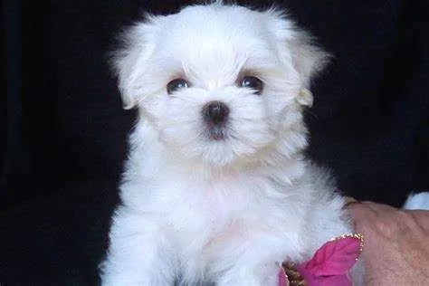 cucciolo di maltese mini toy bravissimi tranquillissimi e dolcissimi