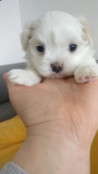 due bellissimi cuccioli maltesi con pedigree completo | Foto 5