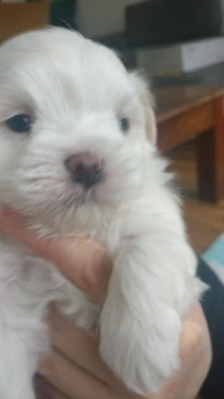 due bellissimi cuccioli maltesi con pedigree completo | Foto 4