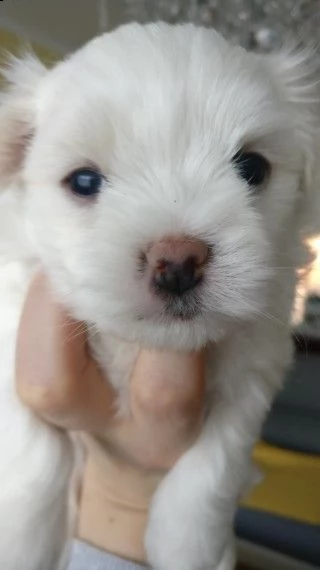 due bellissimi cuccioli maltesi con pedigree completo | Foto 3