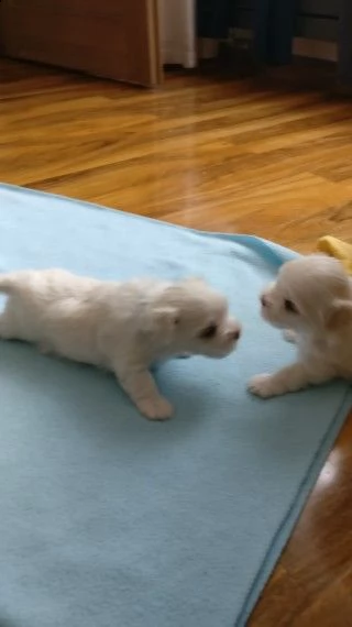 due bellissimi cuccioli maltesi con pedigree completo | Foto 1