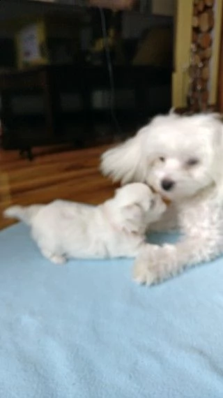 due bellissimi cuccioli maltesi con pedigree completo | Foto 0