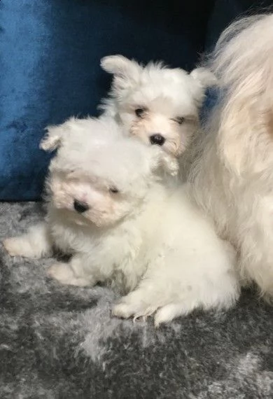 cuccioli di femmine maltesi | Foto 3