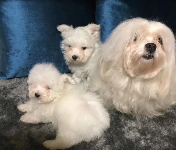 cuccioli di femmine maltesi | Foto 2