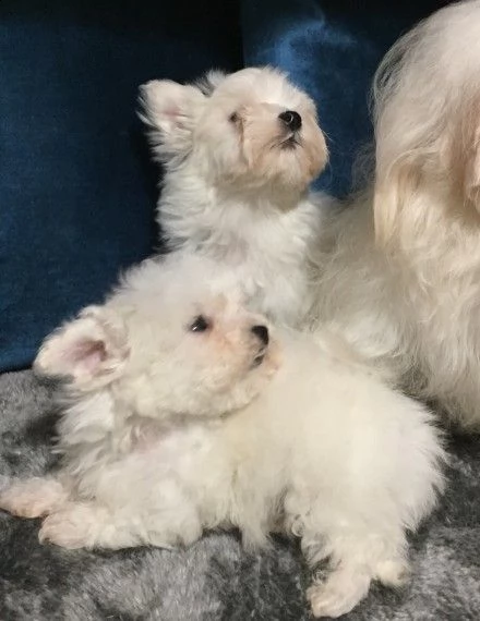 cuccioli di femmine maltesi | Foto 1