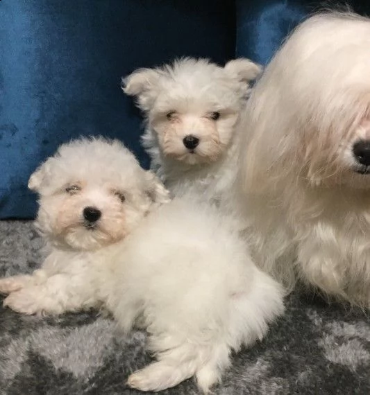 cuccioli di femmine maltesi