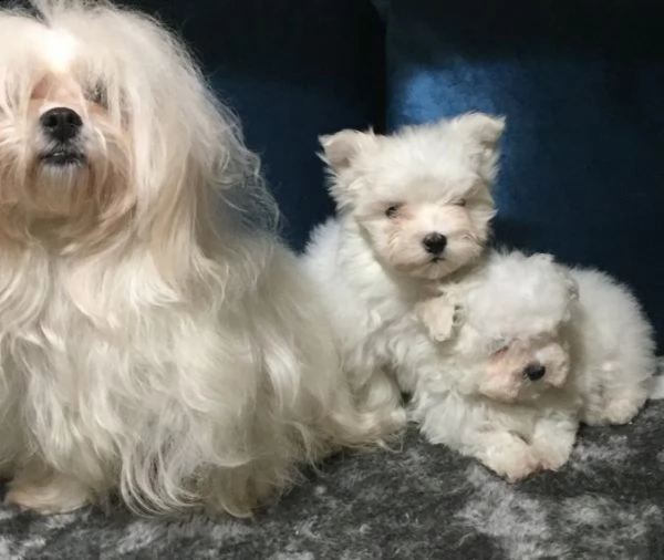 cuccioli di femmine maltesi | Foto 0