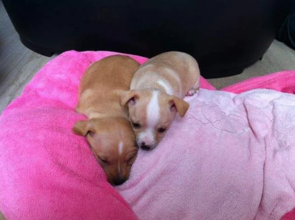 mini mini cucciolini pincher chihuahua toy di 2 mesi e mezzo