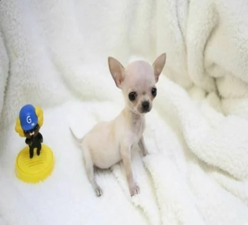 mini mini cuccioli di chihuahua toy serissimi piccolissimi