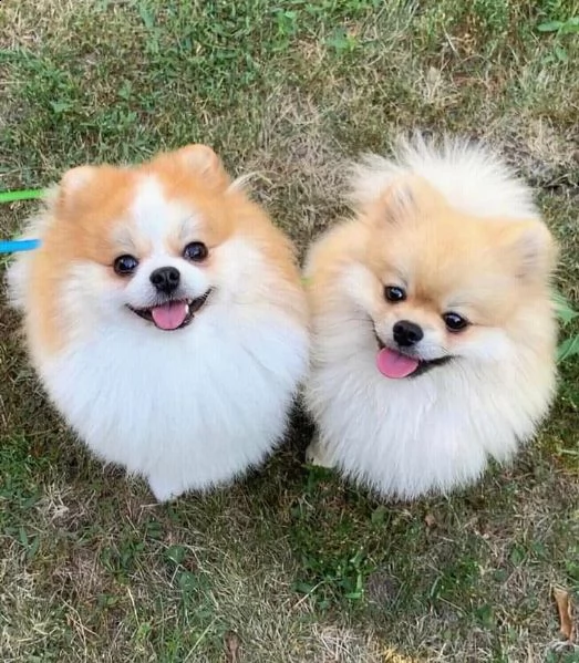 bellissimo e adorabile cucciolo della pomerania in adozione