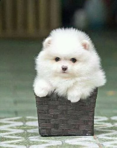 bellissimo e adorabile cucciolo della pomerania in adozione | Foto 0