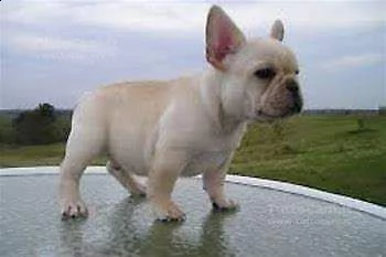cucciolo di bull dog francese perfettissimo inteligentissimo