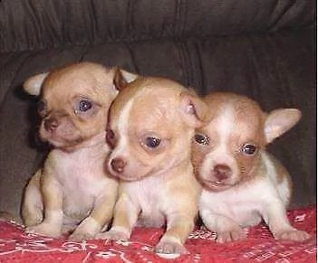 disponiamo cucciolo di pincher chiwawa mini toy buonissimi