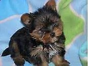 tenero cucciolo di york shire mini toy buonissimo perfettissimo