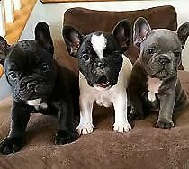 cucciolo di bull dog francese gentilissimo sanissimo