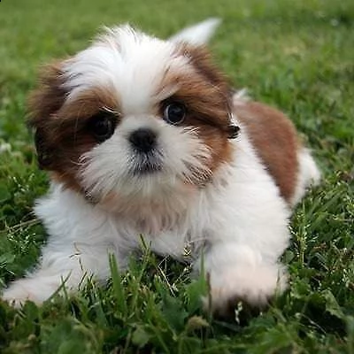 cediamo cucciolo di shitzu mini mini toy buonissimo 