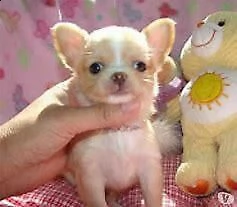 cucciolo di chiwawa mini toy velocissimo sanissimo
