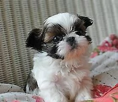 cucciolo di shitzu mini toy dolcissimo 