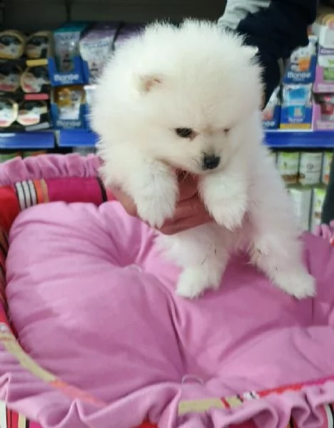 affettuosi cuccioli di pomerania, teneri e coccoloni,