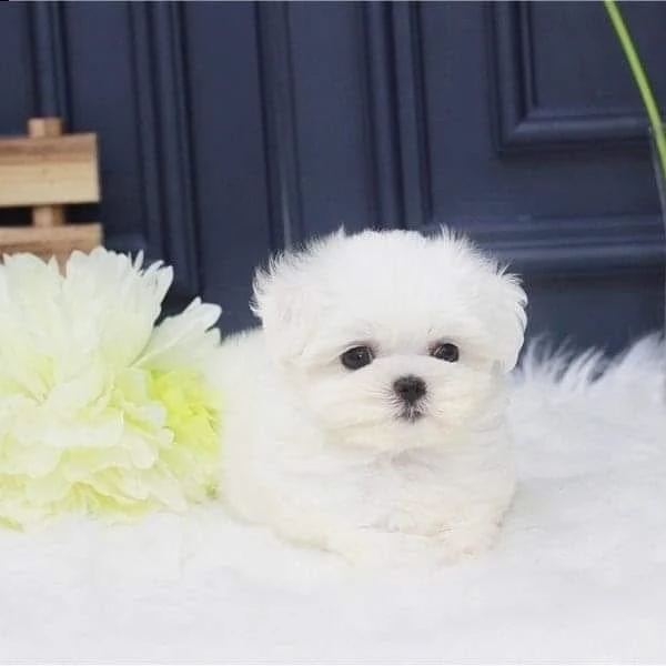 regalo mini maltese | Foto 0