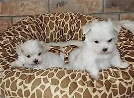 cucciolo di maltese dolci e molto inteligentissimi di 70 giorni 