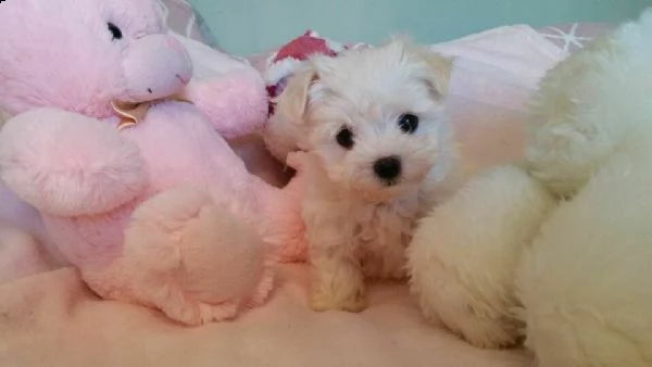 eccezzionali piccoissimi koreani maltese toy bianchi 