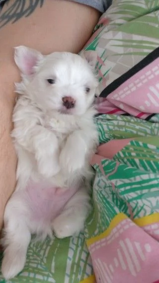 cuccioli maltesi in adozione | Foto 1