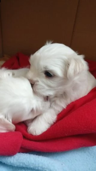 cuccioli maltesi in adozione | Foto 0