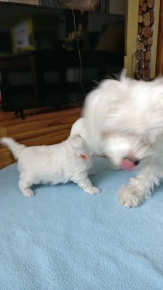 cuccioli maltesi in adozione