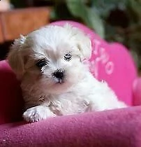 cucciolo di maltese mini toy dolcissimo inteligentissimo