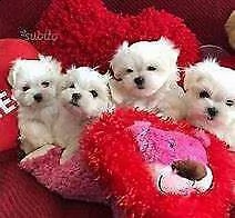 cucciolo di maltese mini toy vivacissimi originalissimi e inteligentissimi 
