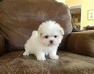 cucciolo di maltese mini toy buonissimi e molto inteligentissimi di 2 mesi e