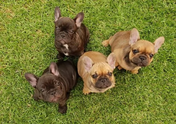 cuccioli di bouledogue francese