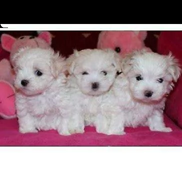 cucciolo di maltese mini toy amorevolissimo buonissimo