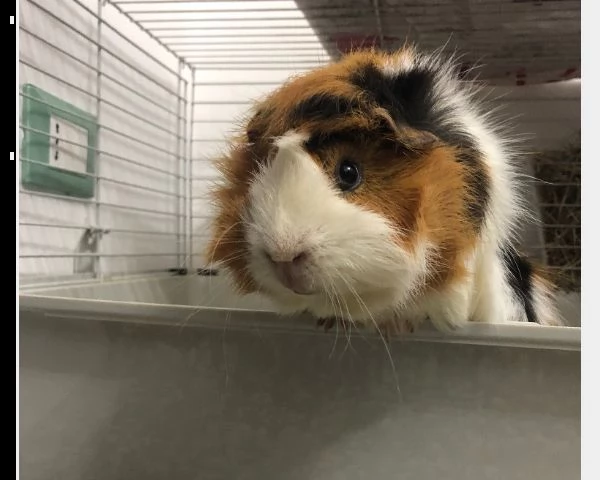 cavia maschio regalo | Foto 1