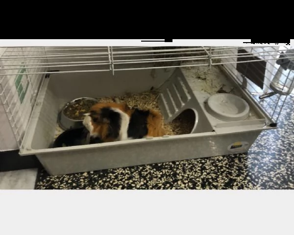 cavia maschio regalo | Foto 0