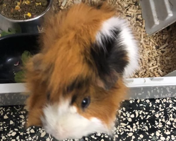 cavia maschio regalo