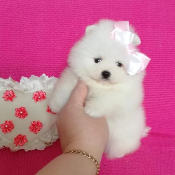 cuccioli di pomerania bianco ottico / crema chiaro | Foto 0