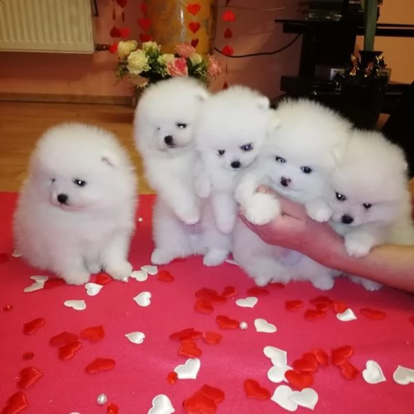cuccioli di pomerania bianco ottico / crema chiaro