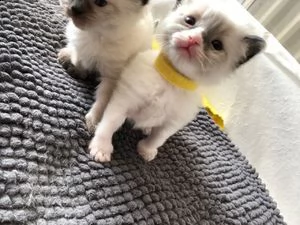 gattini ragdoll in adozione | Foto 0