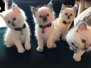 cucciolate eccezionali di gattini ragdoll